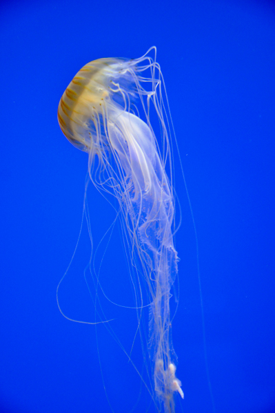 jellyfish