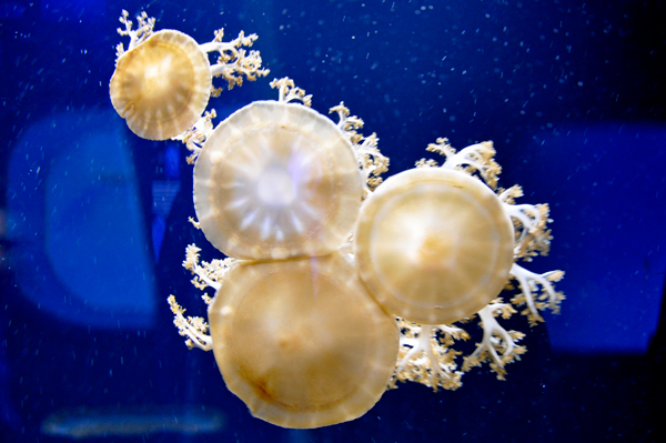 jellyfish 