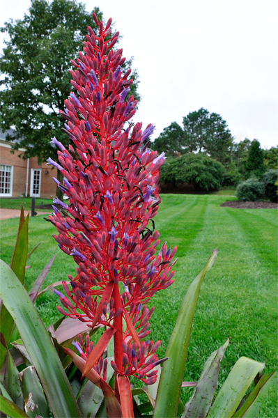 Karen liked this flower