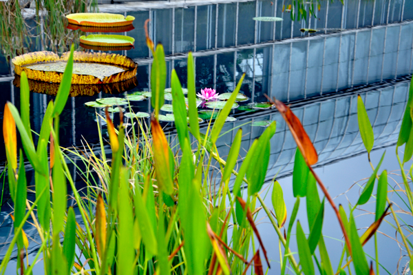 pond and lillies