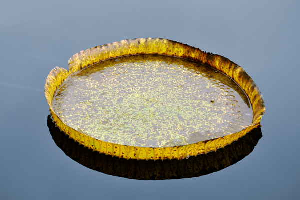 pond pod