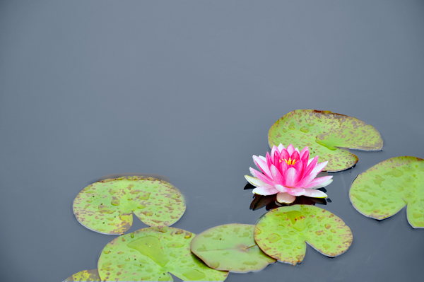 lillies on the pond