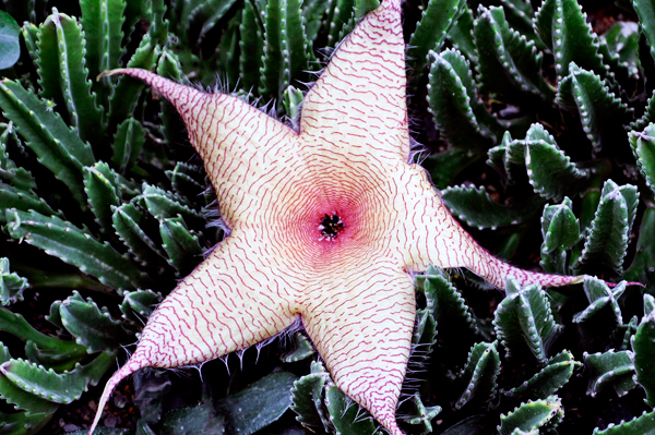 Giant Stapelia