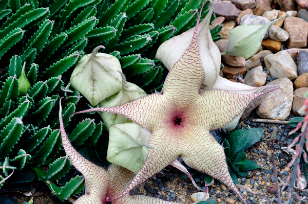 Giant Stapeila and some unbudded ones