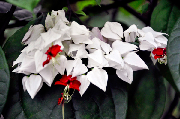 white and red flowers