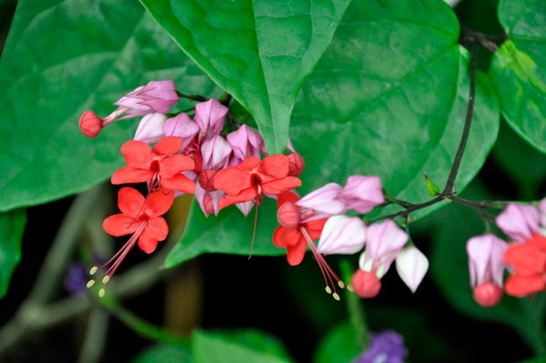 small red, and pink flowers