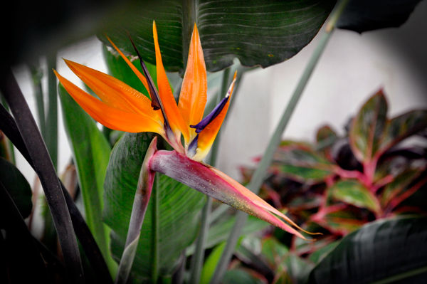 Bird of Paradise