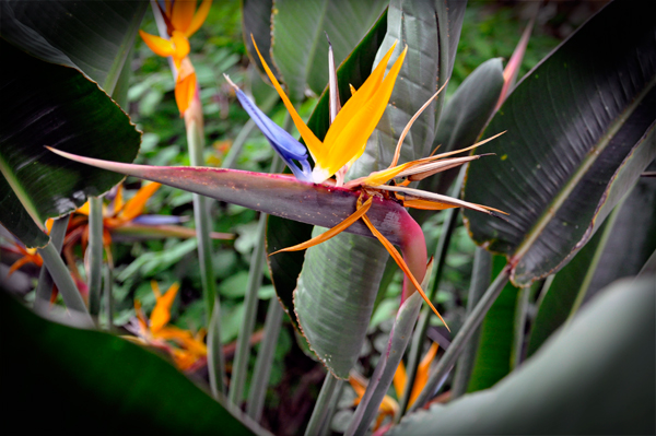 Bird of Paradise