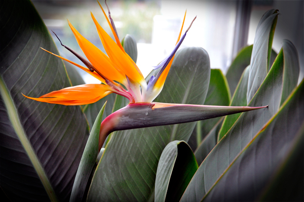 Bird of Paradise