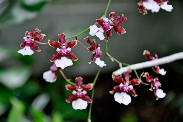 an interesting flower tree