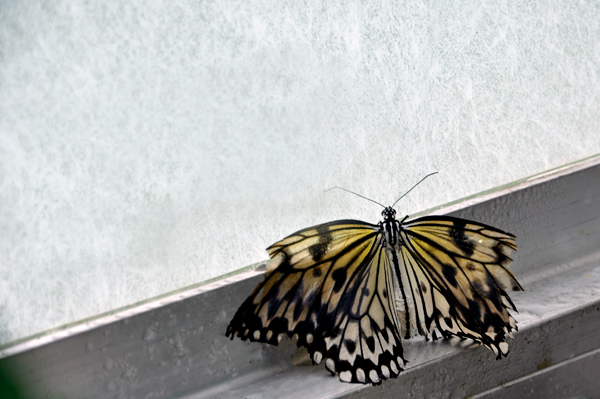 Butterfly on a window