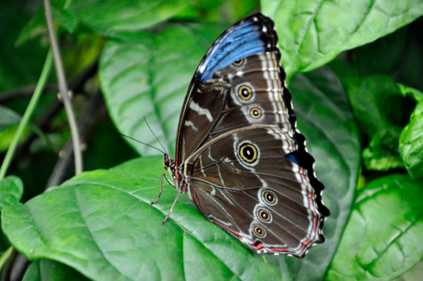 bright blue butterfly