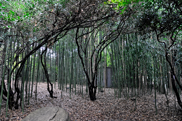 Bamboo jungle