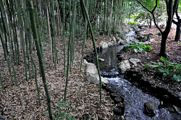 Bamboo jungle