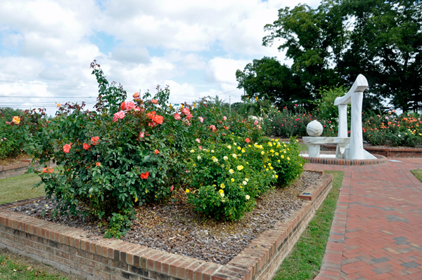 roses and The Wilson Rose Garden Sculpture