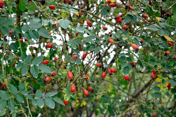 flower tree