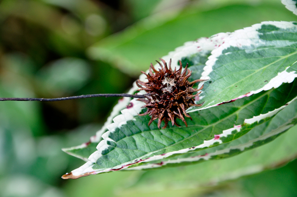 sticky burr on a leaf