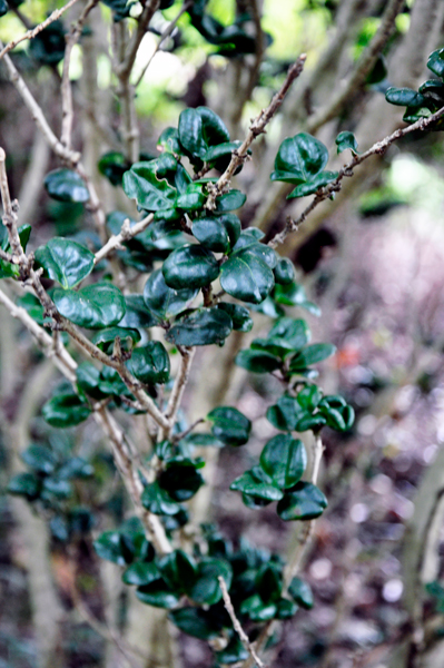 Curly Leaf Lingustrum