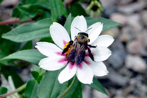 bee on a flower