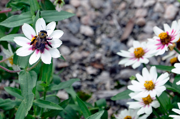 bee on a flower