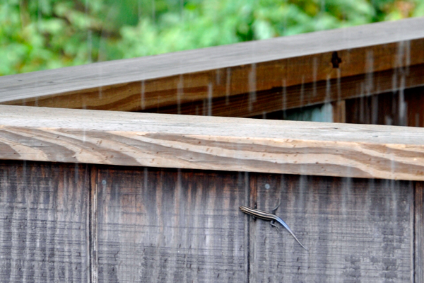 a small lizard on the tree house