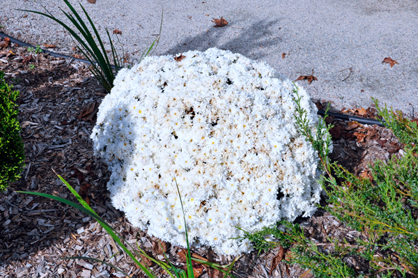 big clump of flowers