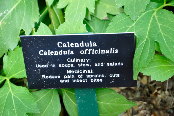 Calendula sign