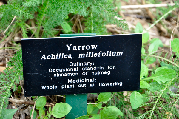 Yarrow sign