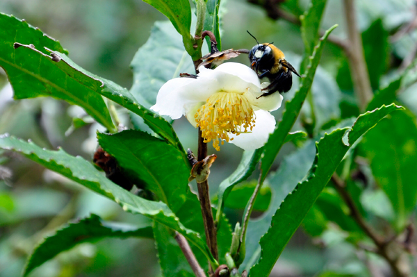 Chinese Green Tea & a Bee