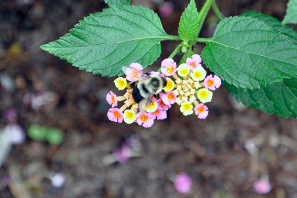 Lantana and a bee