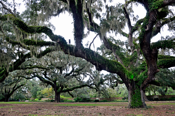 Live Oak