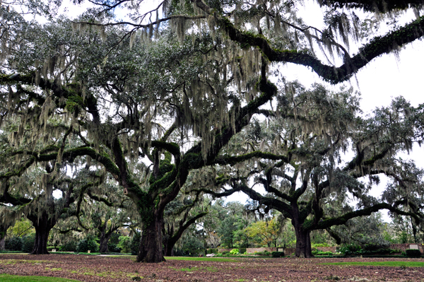 Live Oak