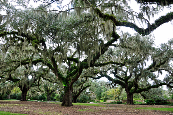 Live Oak