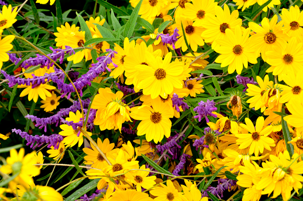 Swamp Sunflower