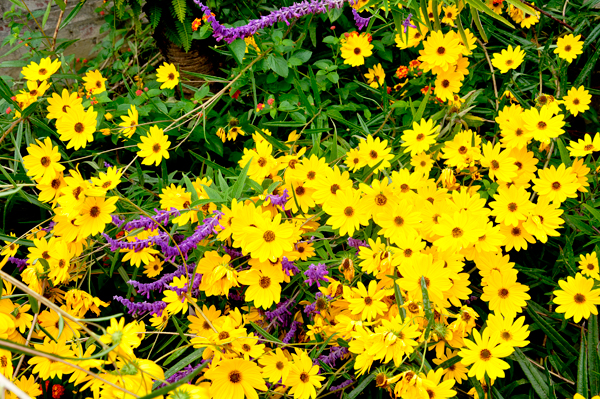 Swamp Sunflower