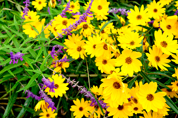 Swamp Sunflower