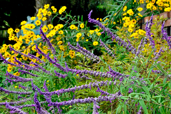 Swamp Sunflower