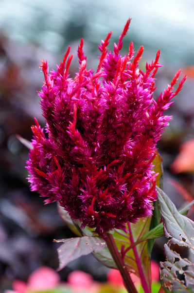 Cockscomb - Seasonal Plantings