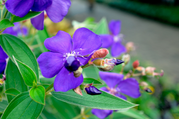 flowers