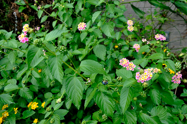 flowers