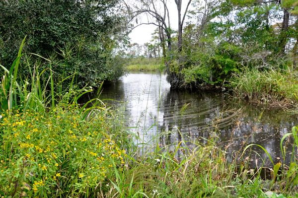 Brookgreen Creek