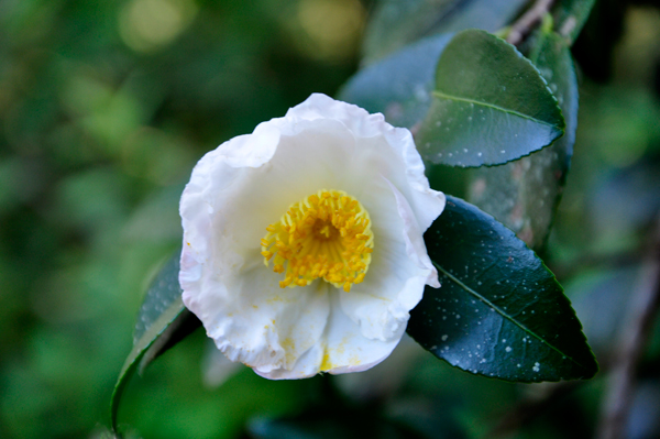 Platter Magnolia