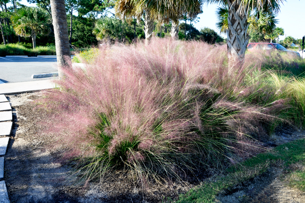 pink plant