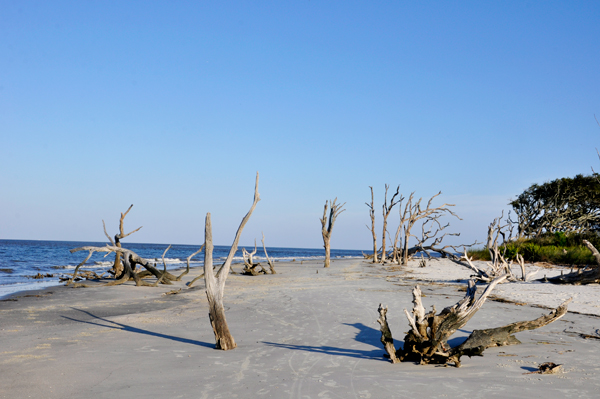 logs on beach