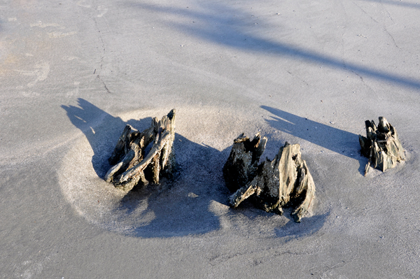 wood in the sand