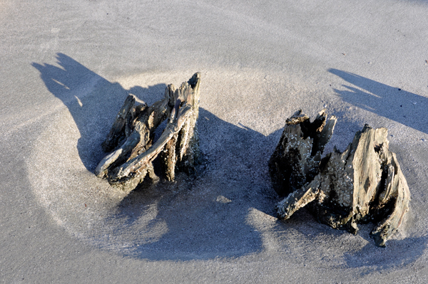 wood in the sand