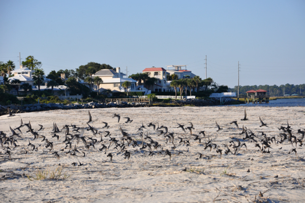 the ocean and birds