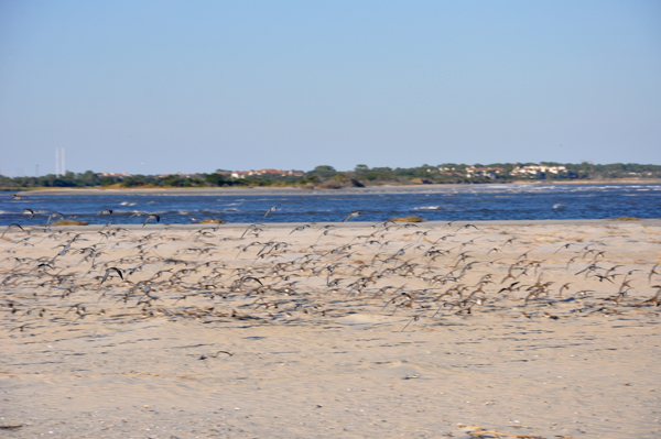 the ocean and birds