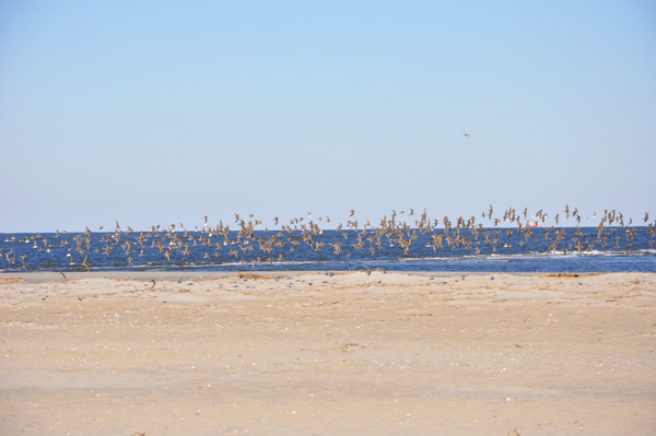 the ocean and birds