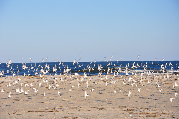 the ocean and birds